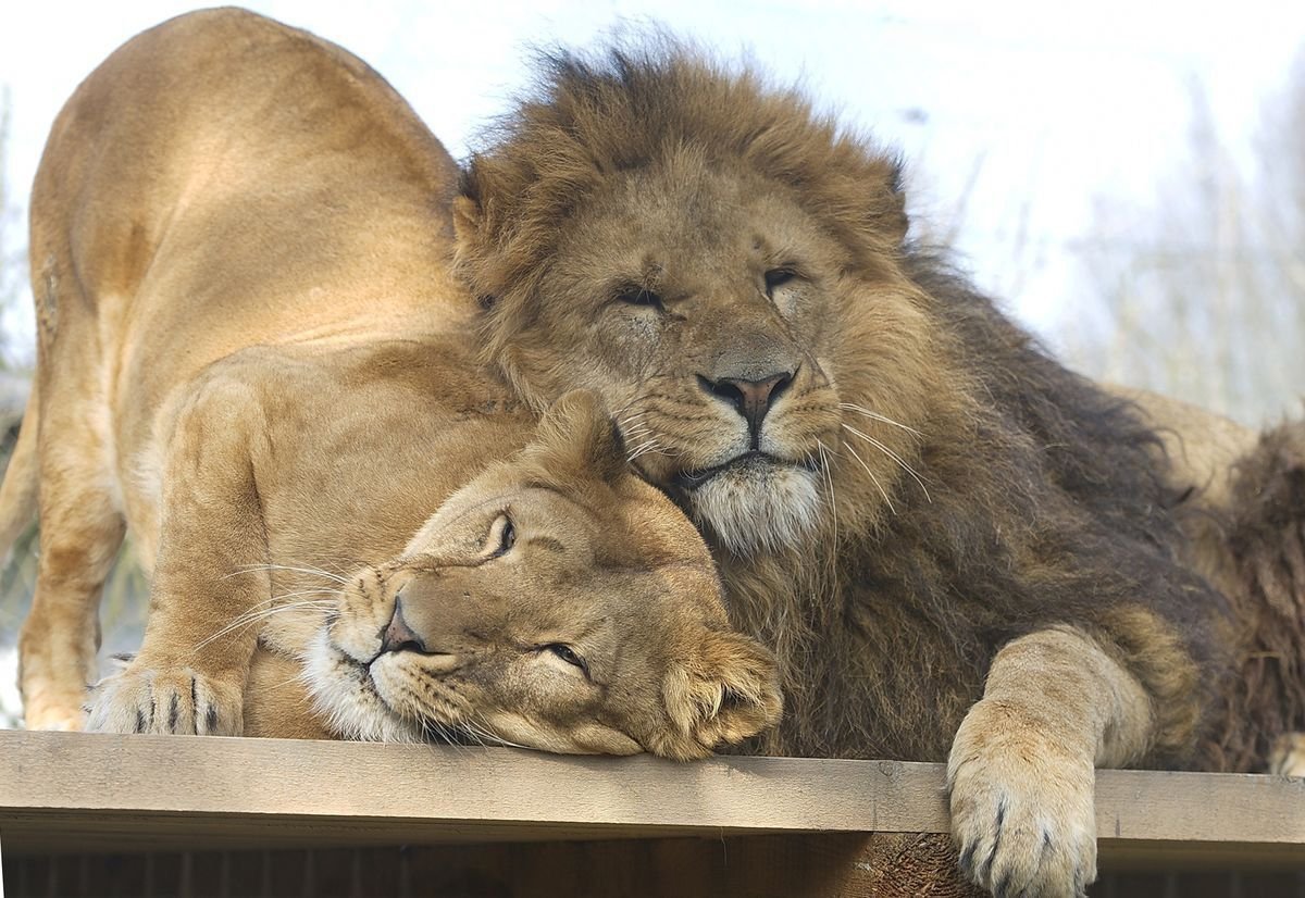 Влюбленные львы