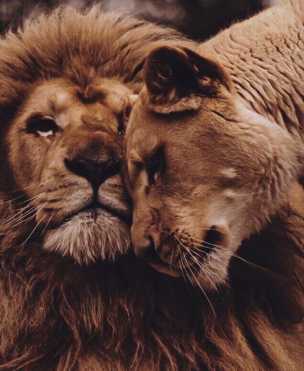 Лев и львица