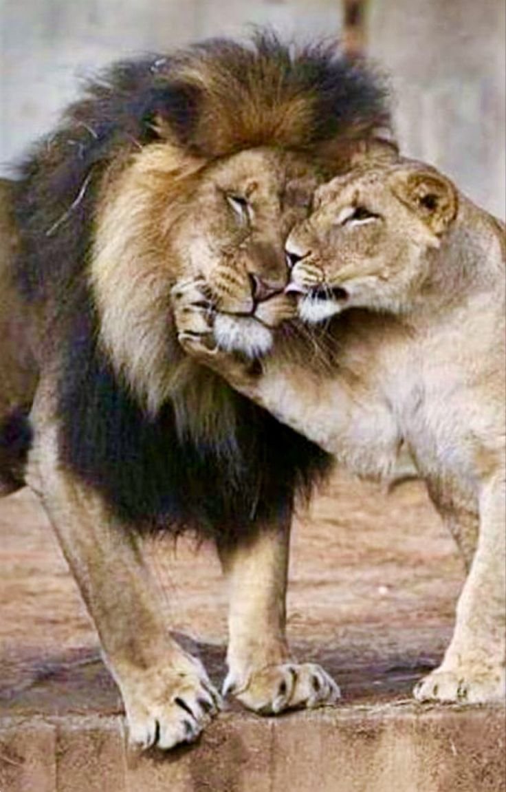 Львы спят в обнимку