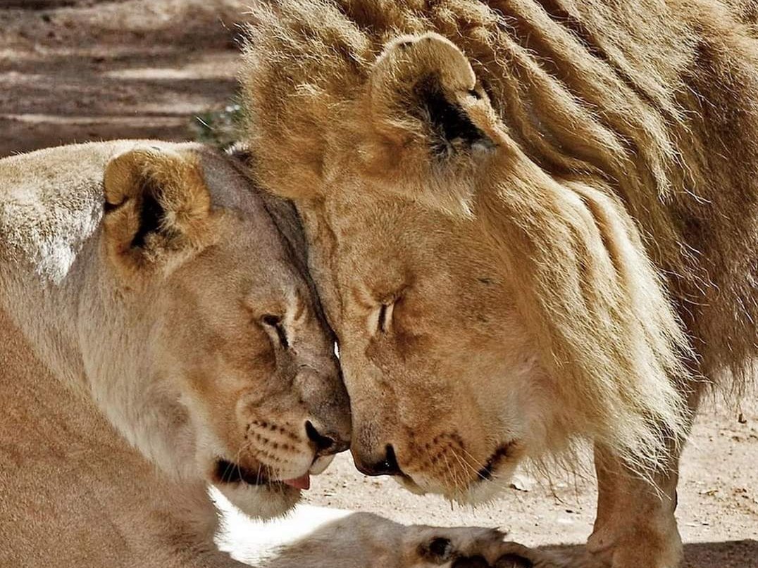 Страстная львица