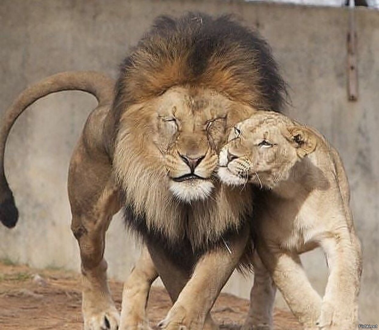 Любовный лев неделя. Лев и львица. Львы любовь. Влюбленные львы. Любимый Лев.