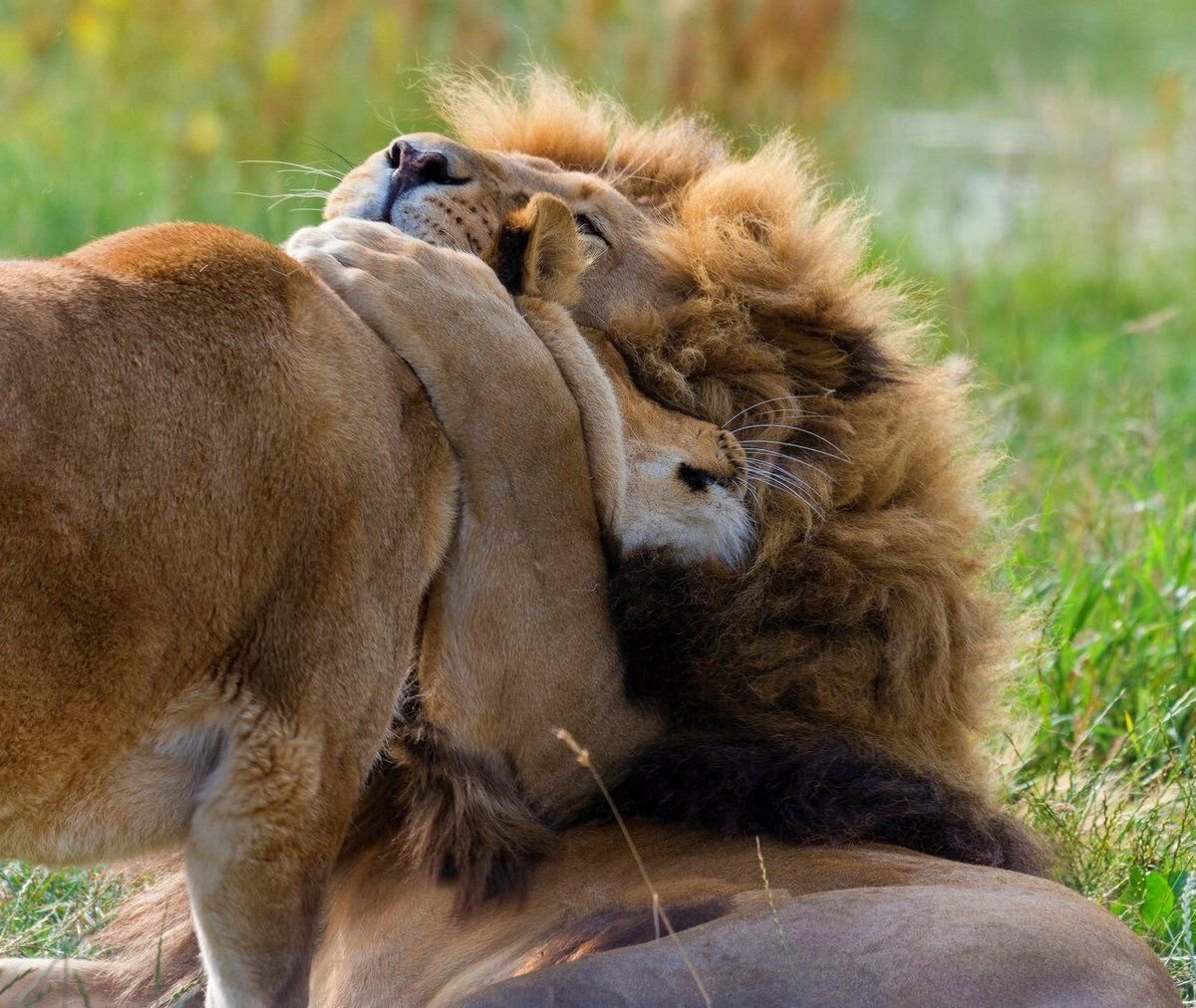 Львы обнимаются