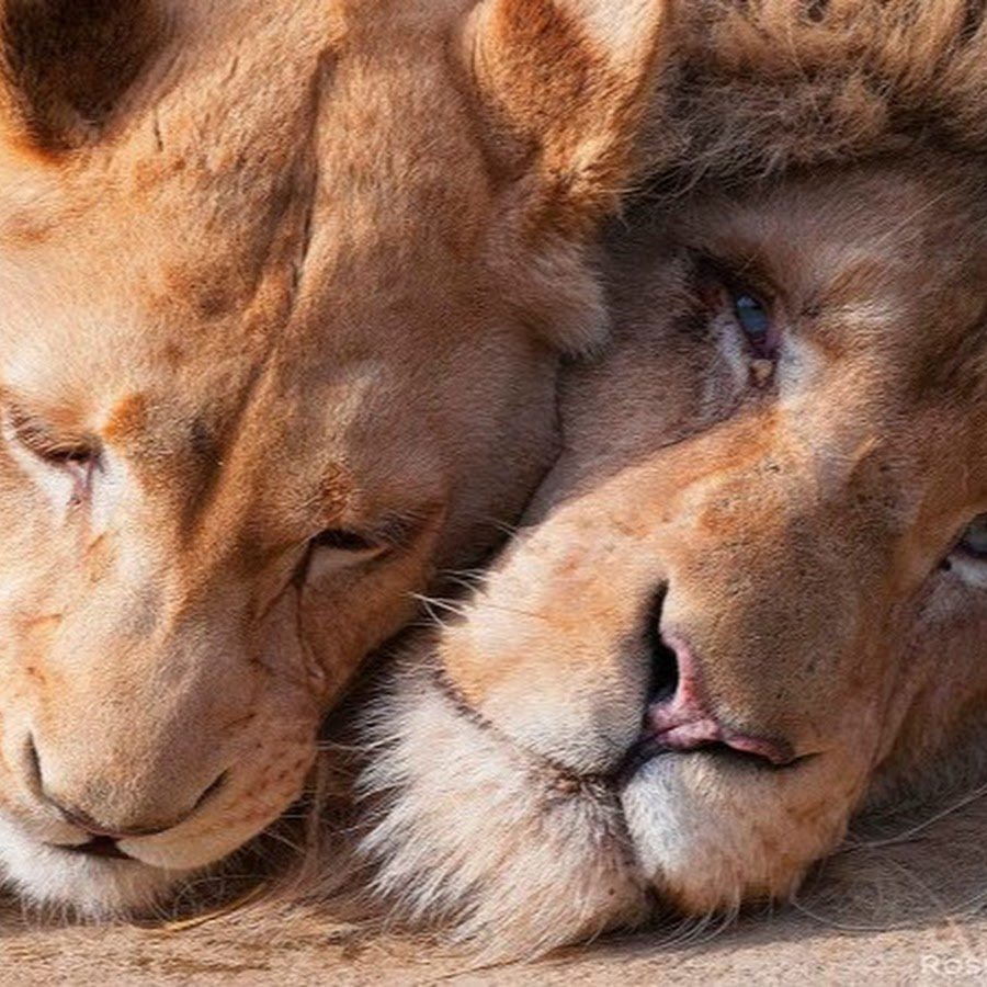 Пара животных любовь