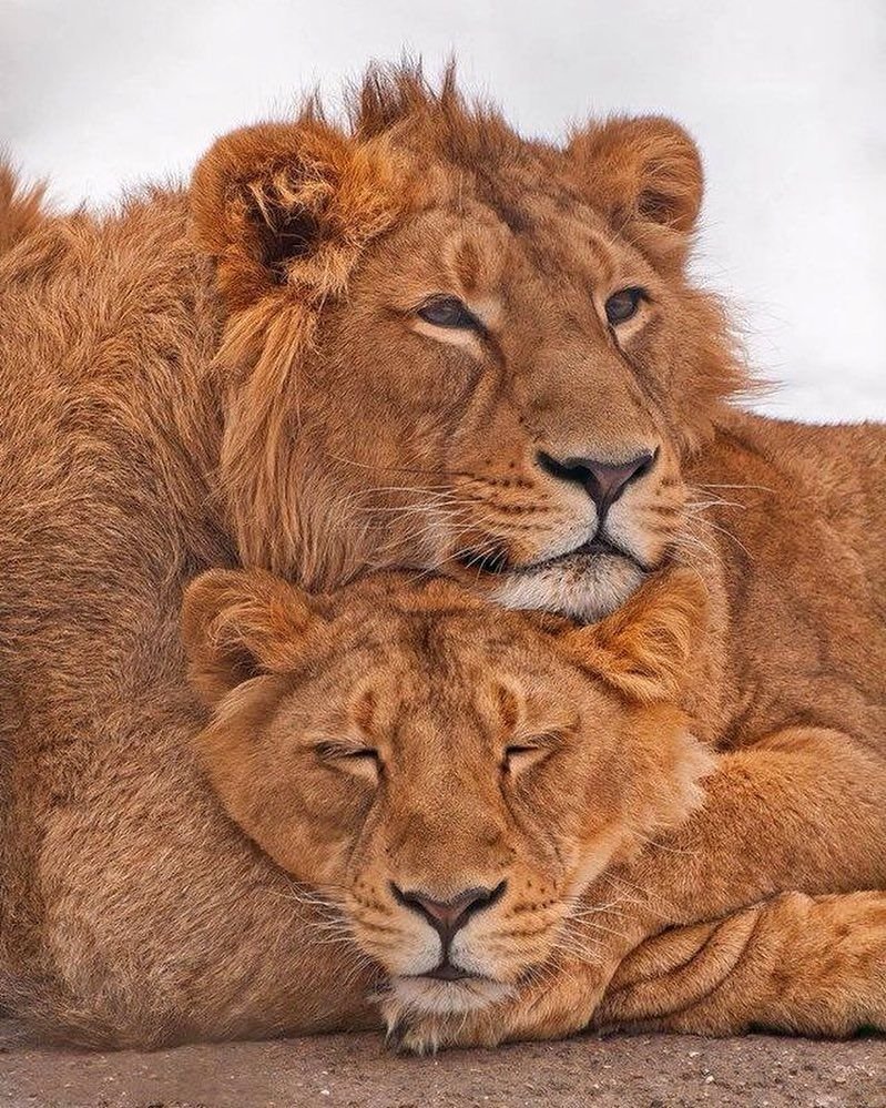 Лев и львица обои