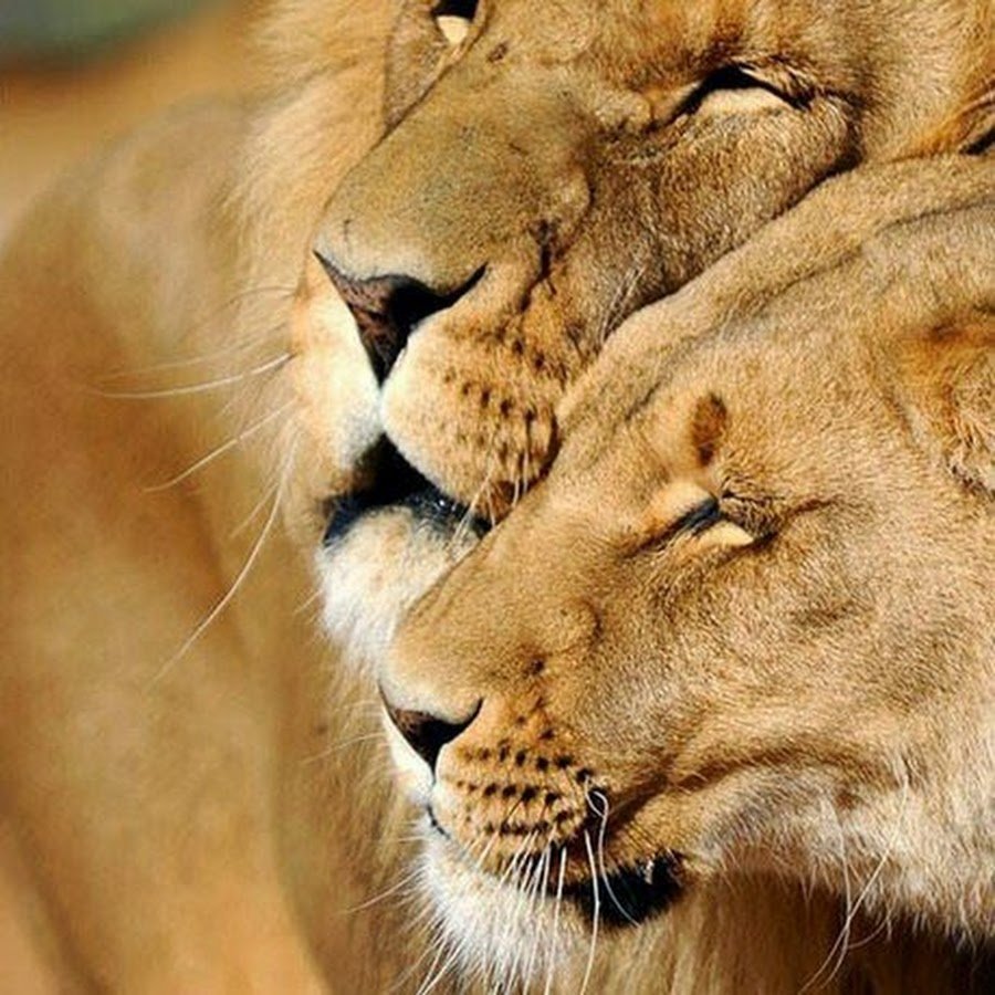 Лев и львица