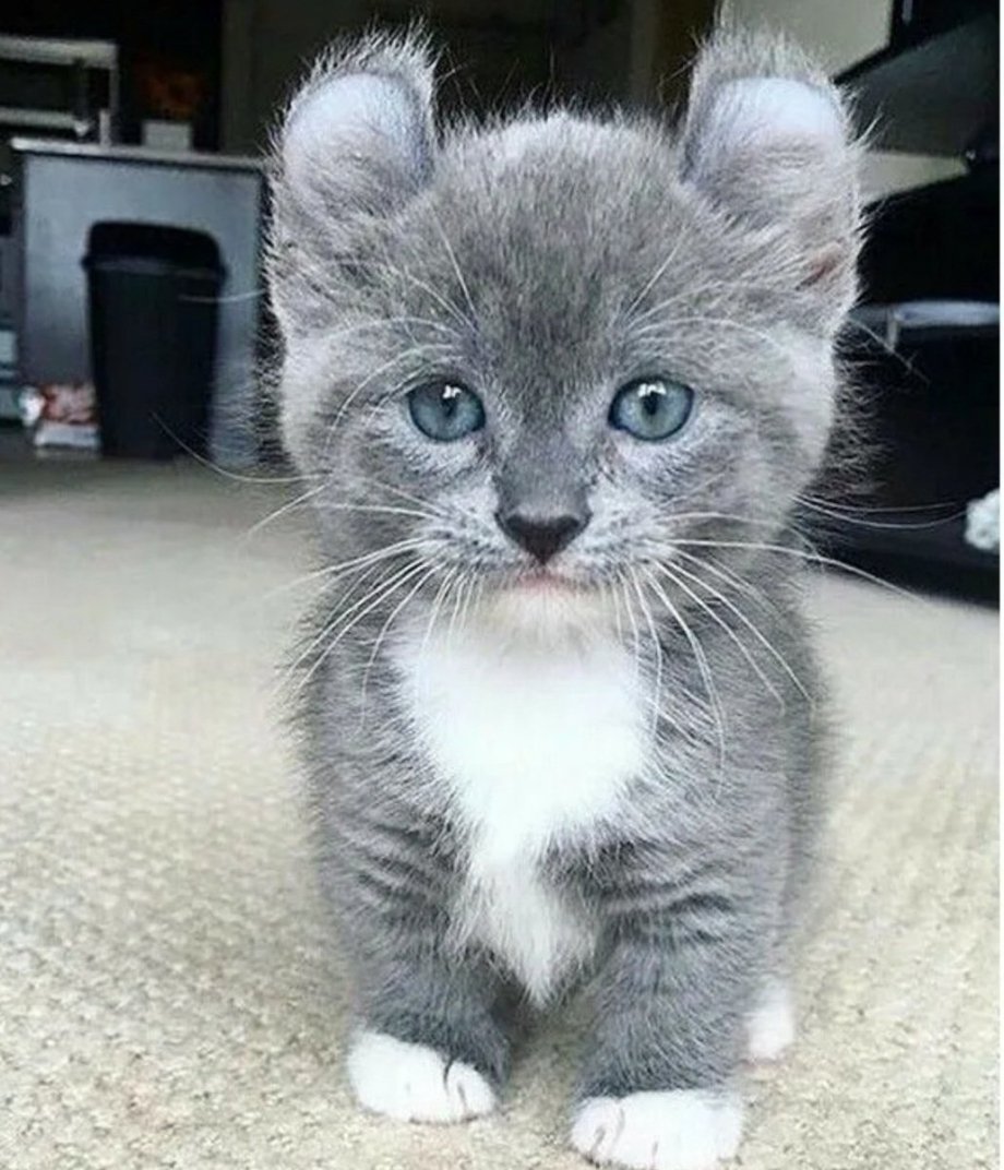 Манчкин кинкалоу