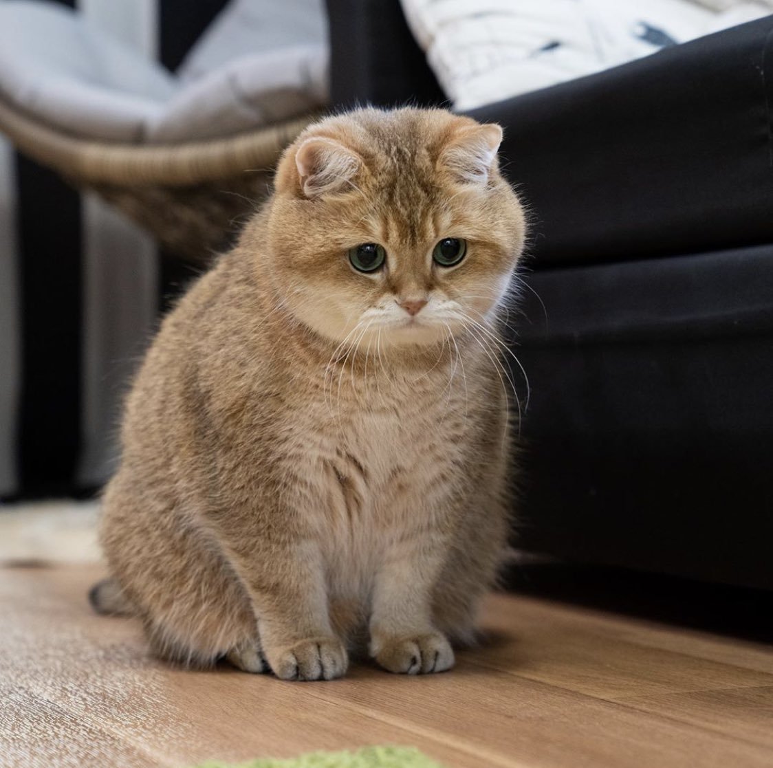 Шотландская вислоухая кошка