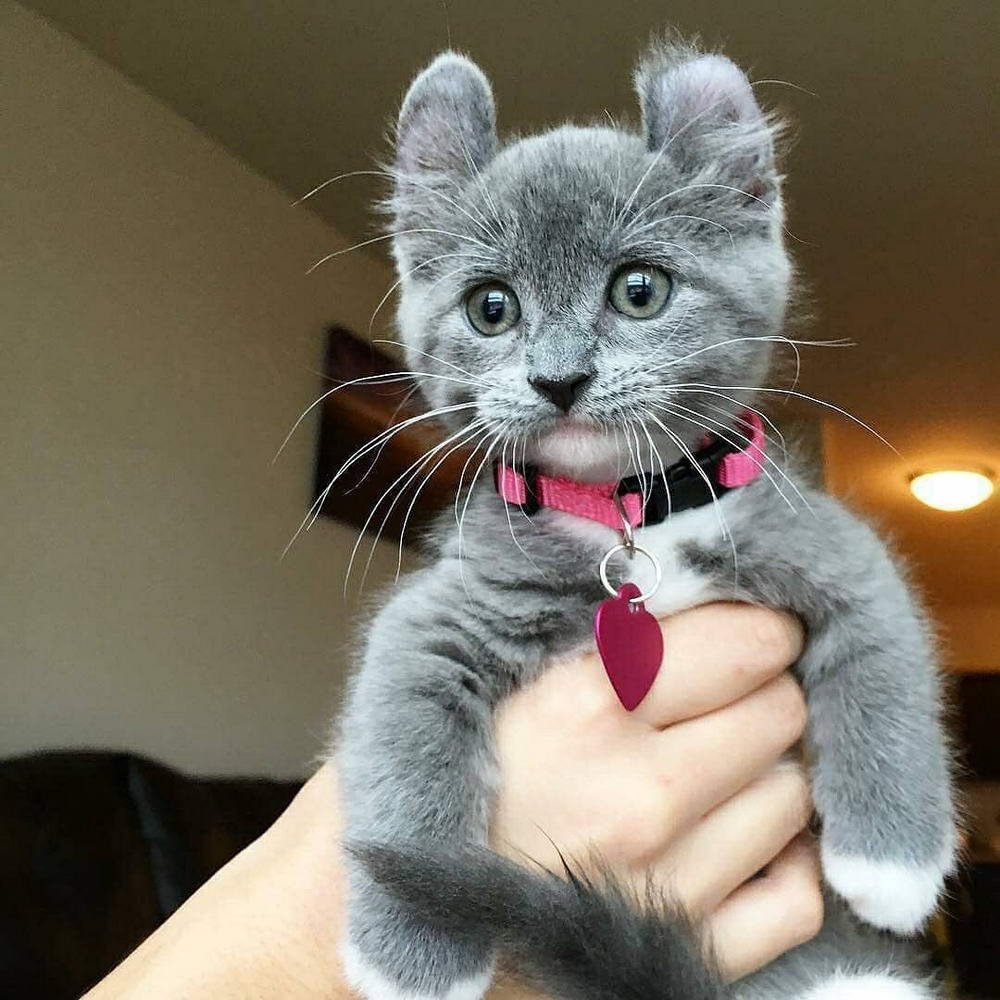 Египетская Ориентальная кошка