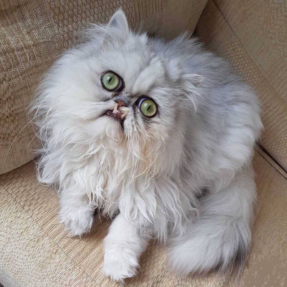 Прикольные котята