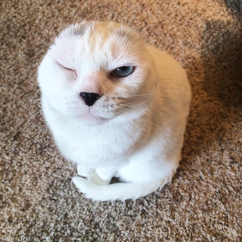 Безухий кот