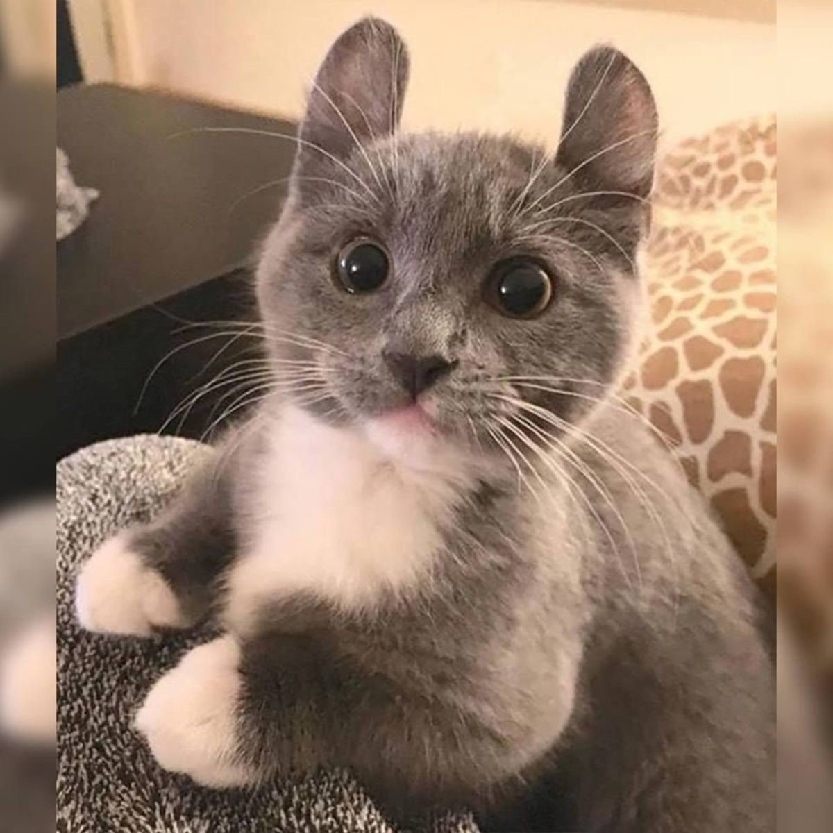 Уши шотландских вислоухих кошек