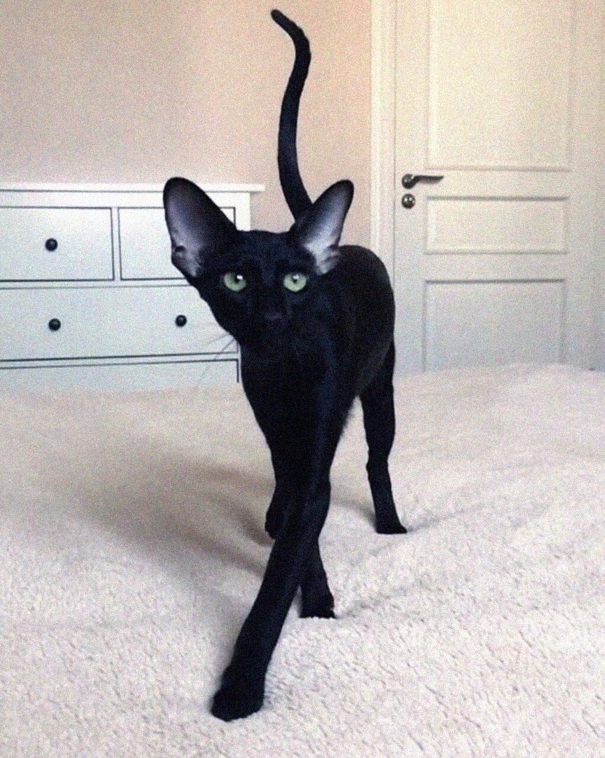 Шотландская вислоухая шиншилла