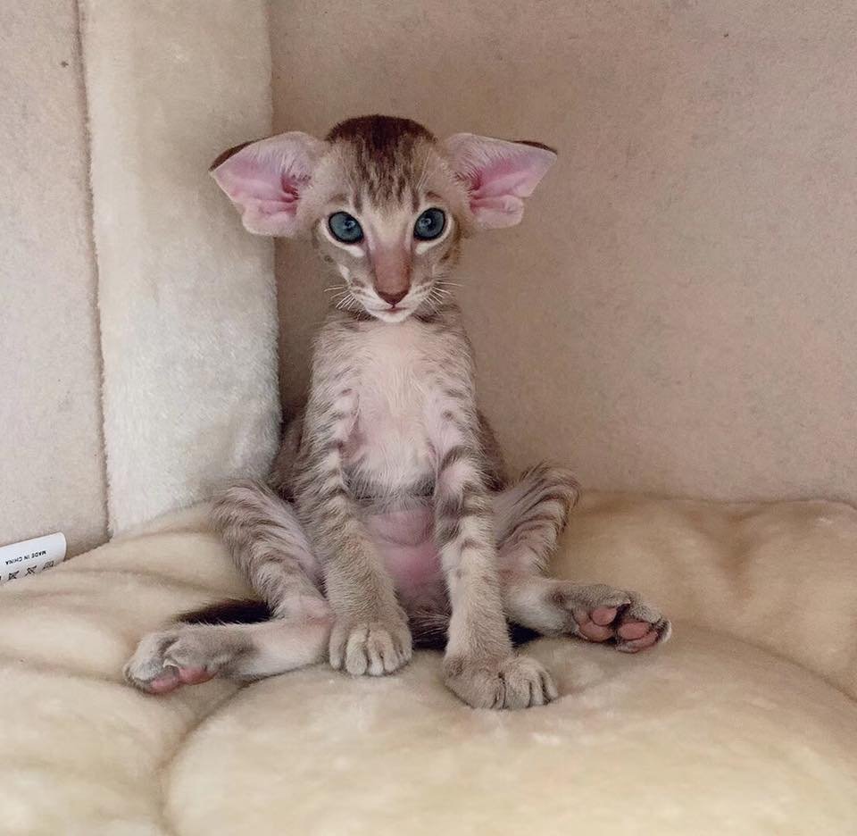 Кошки с необычной внешностью