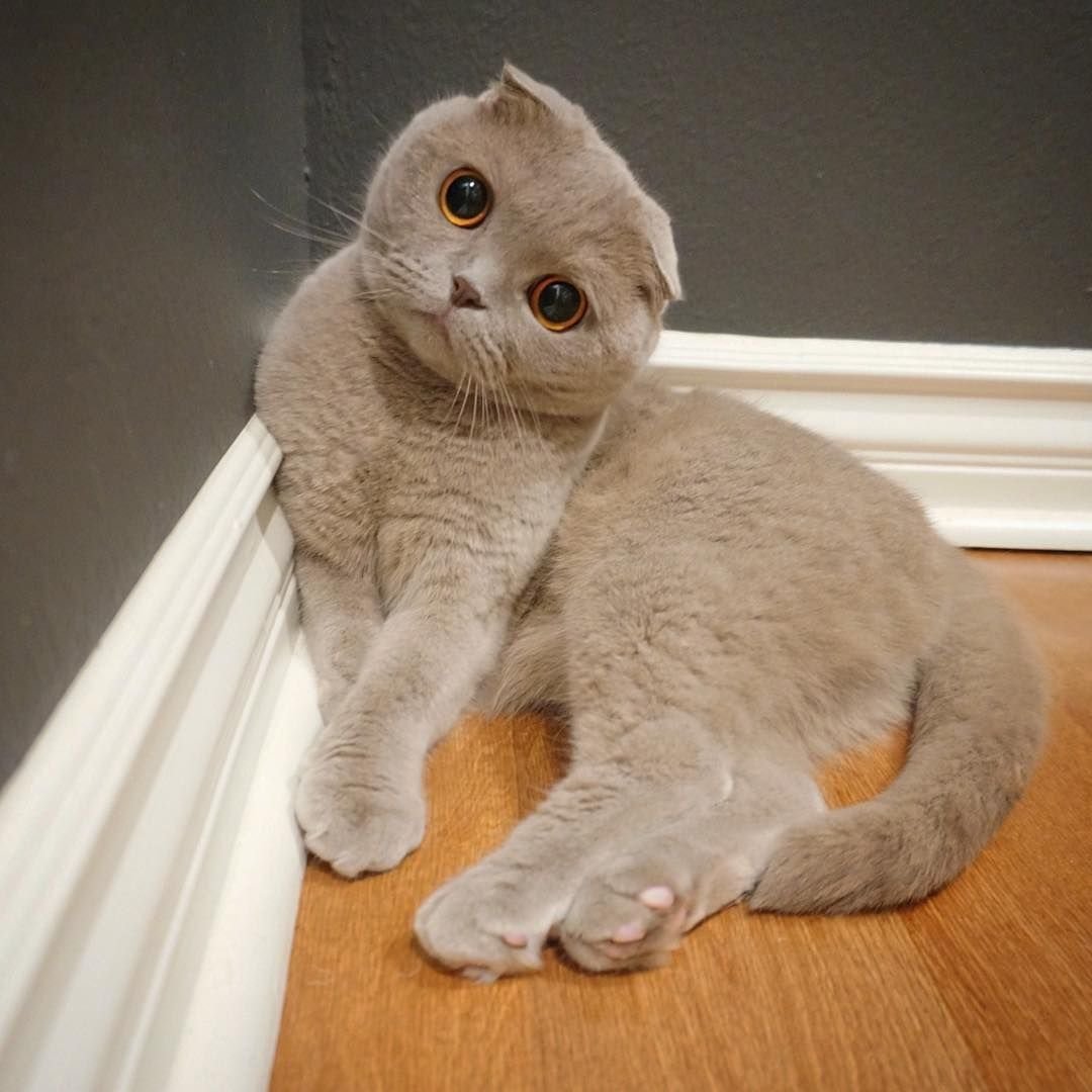 Бурая Саванна кошка