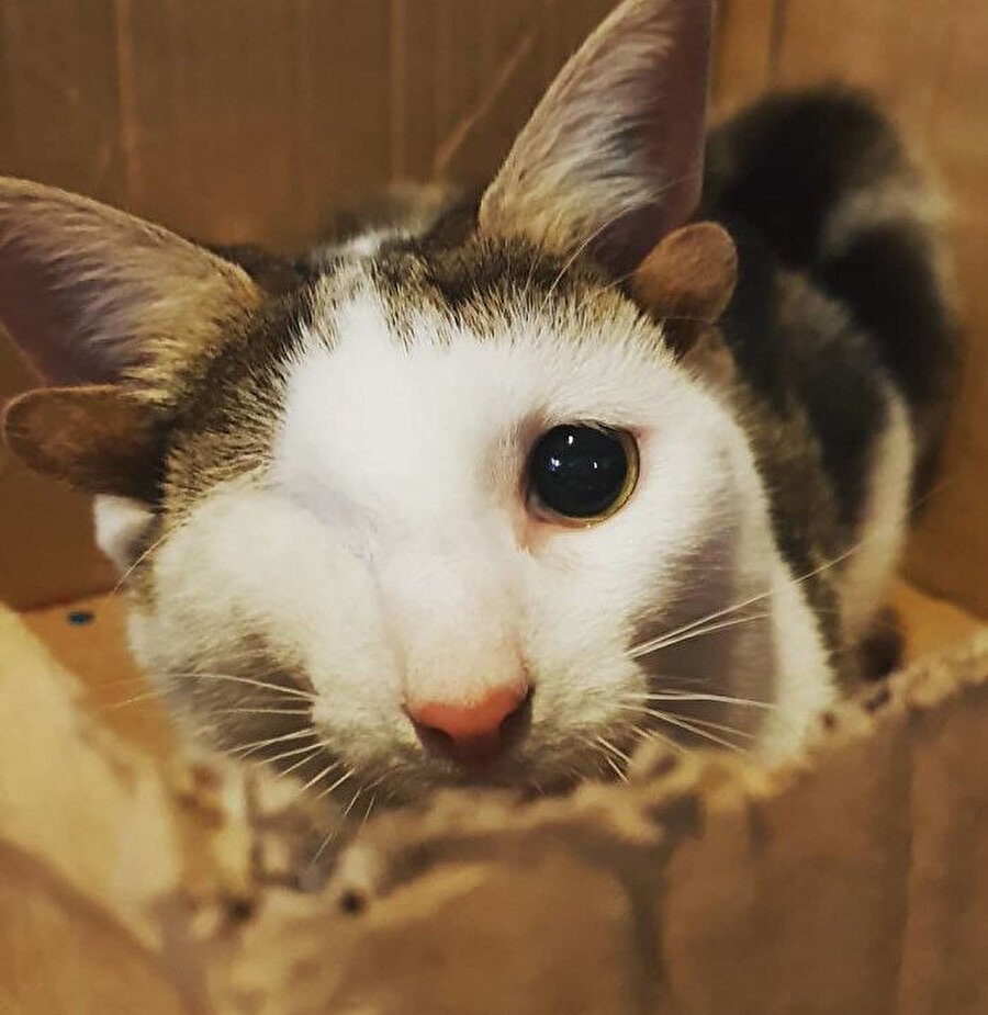 Шотландская вислоухая кошка