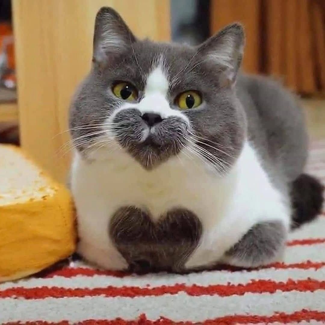 Котики с круглыми ушками