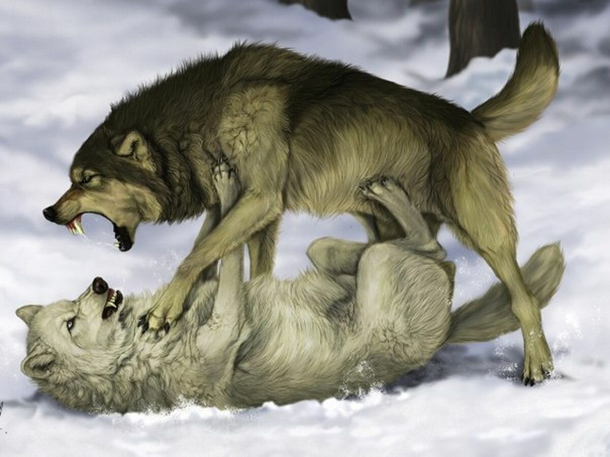 Саблезубый тигр и Лев