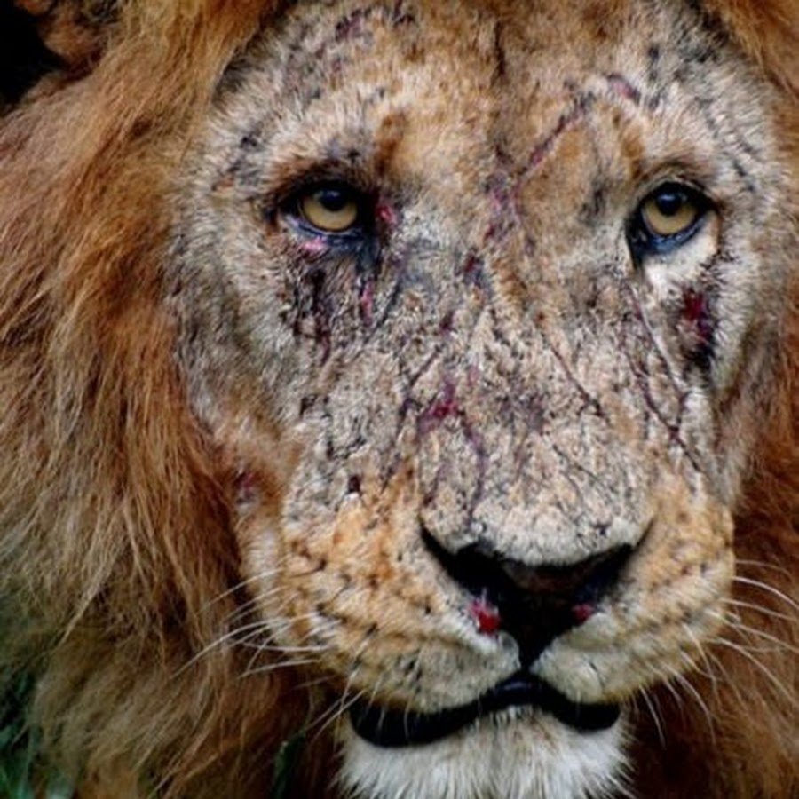 Львы и гиены Заклятые враги