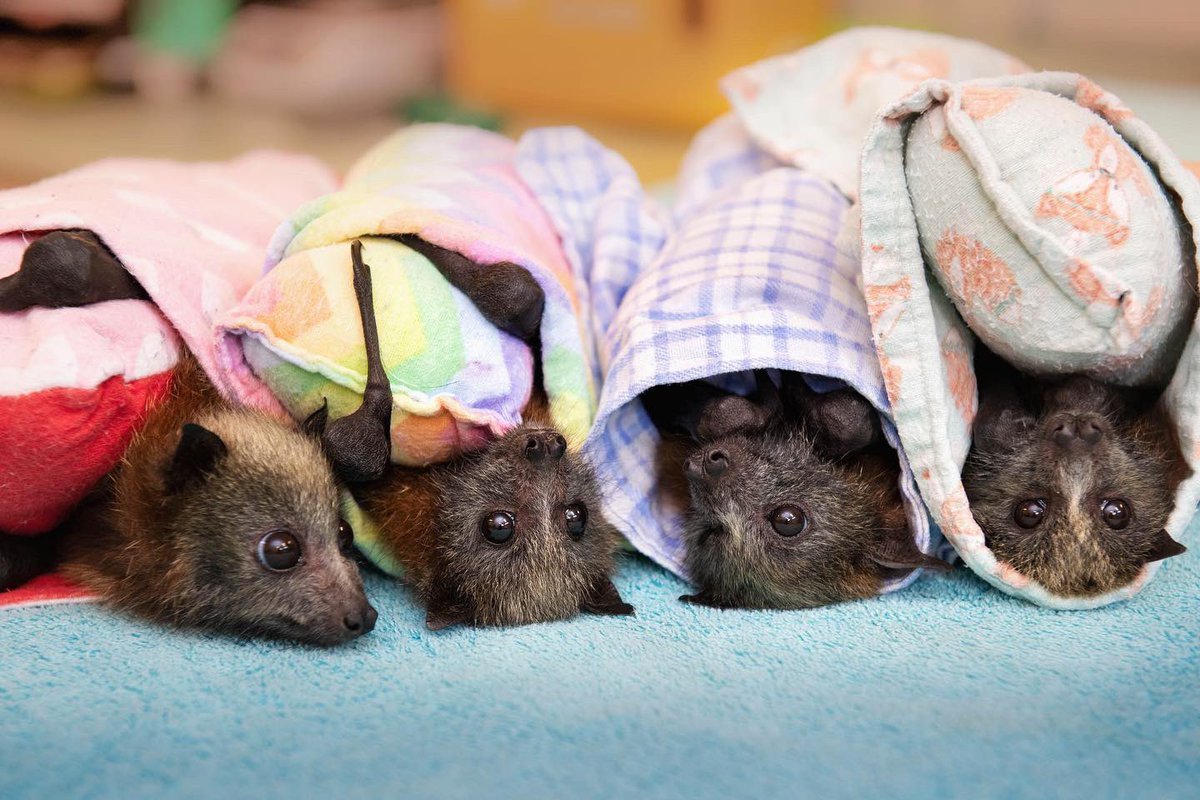 Летучая мышь в одеяле