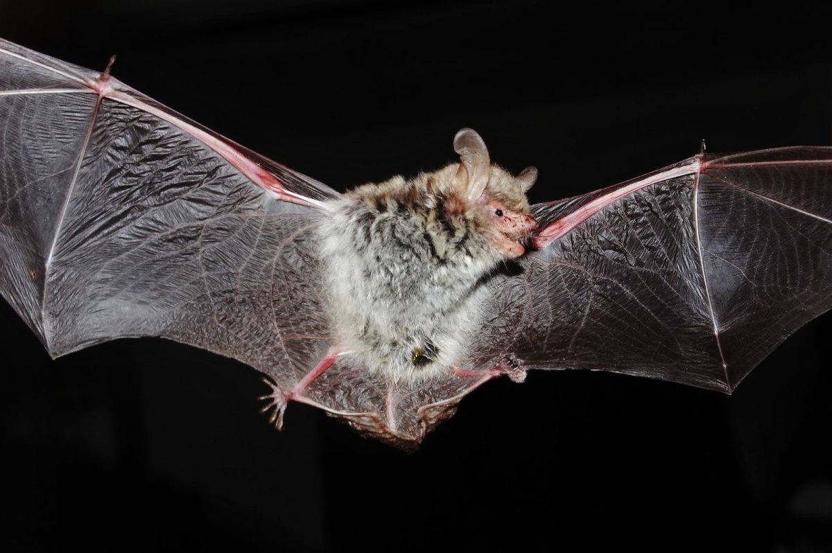 Длиннохвостая ночница