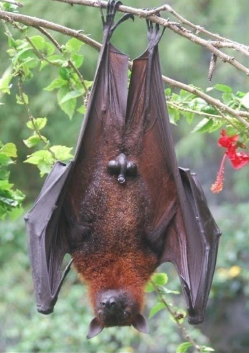 Летучие лисицы на Мальдивах