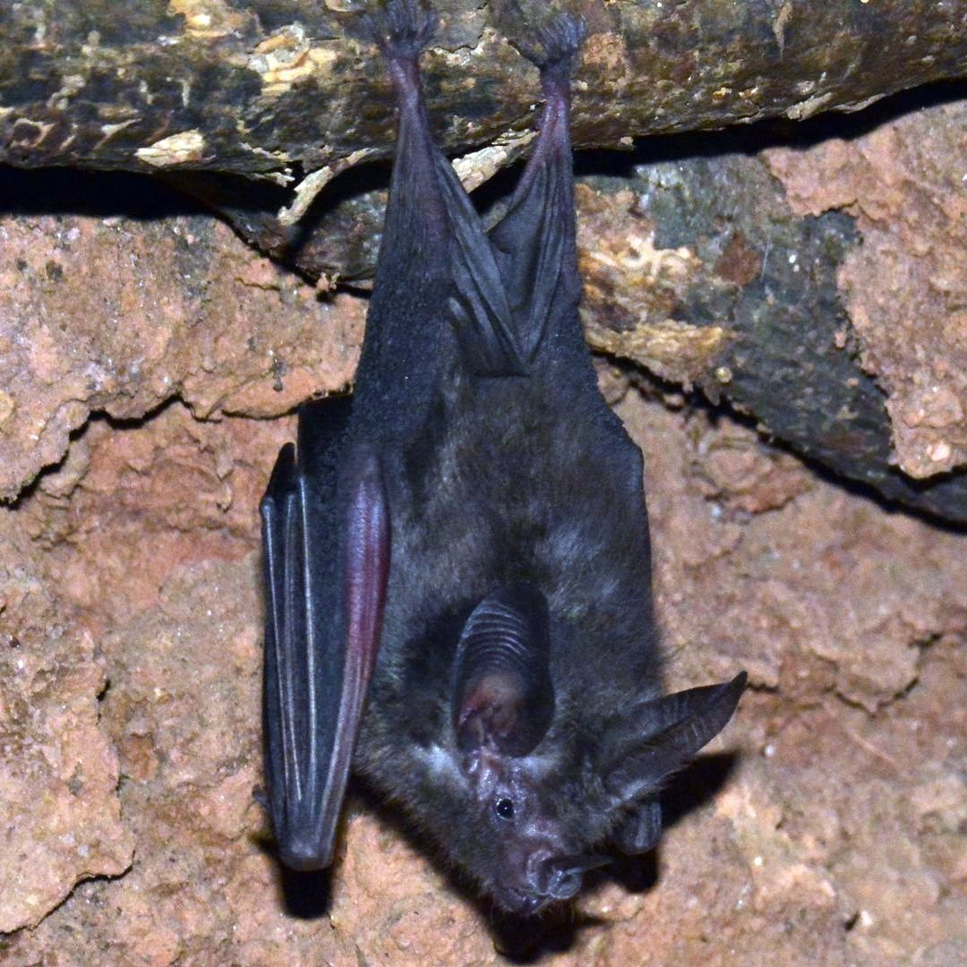 Большеухий листонос