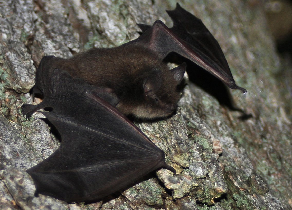 Сибирская ночница