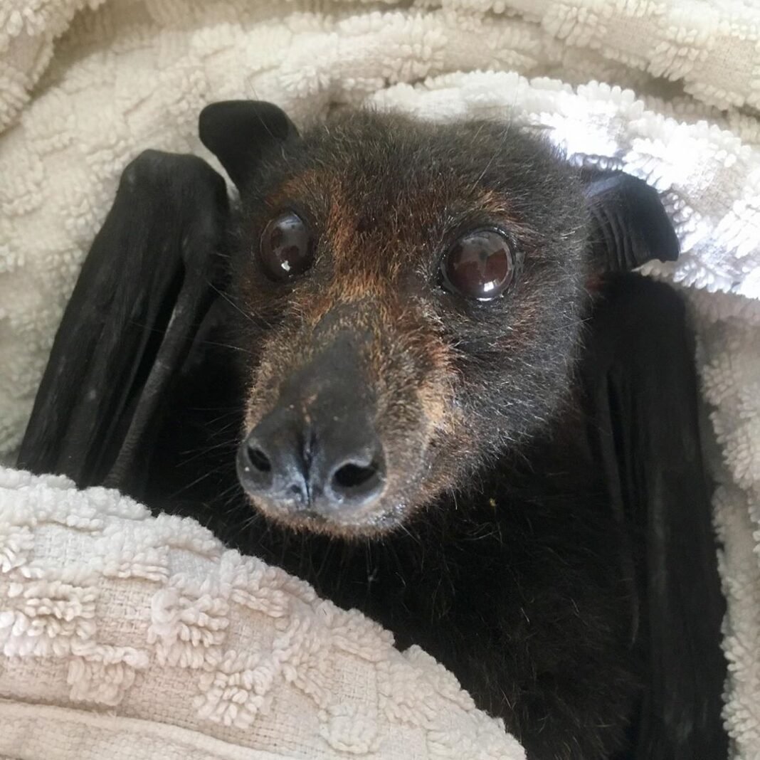 Животное похожее на летучую мышь