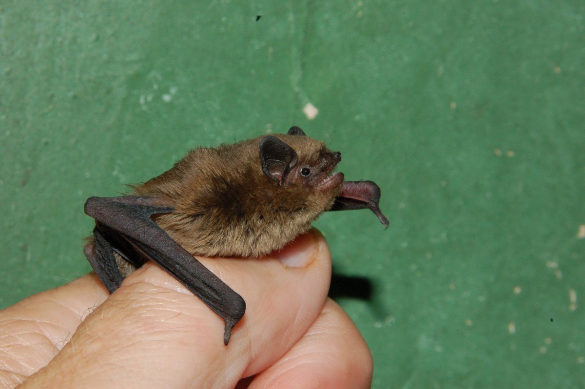 Нетопырь Пигмей