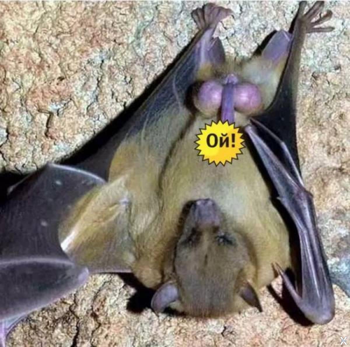 Размножение рукокрылых