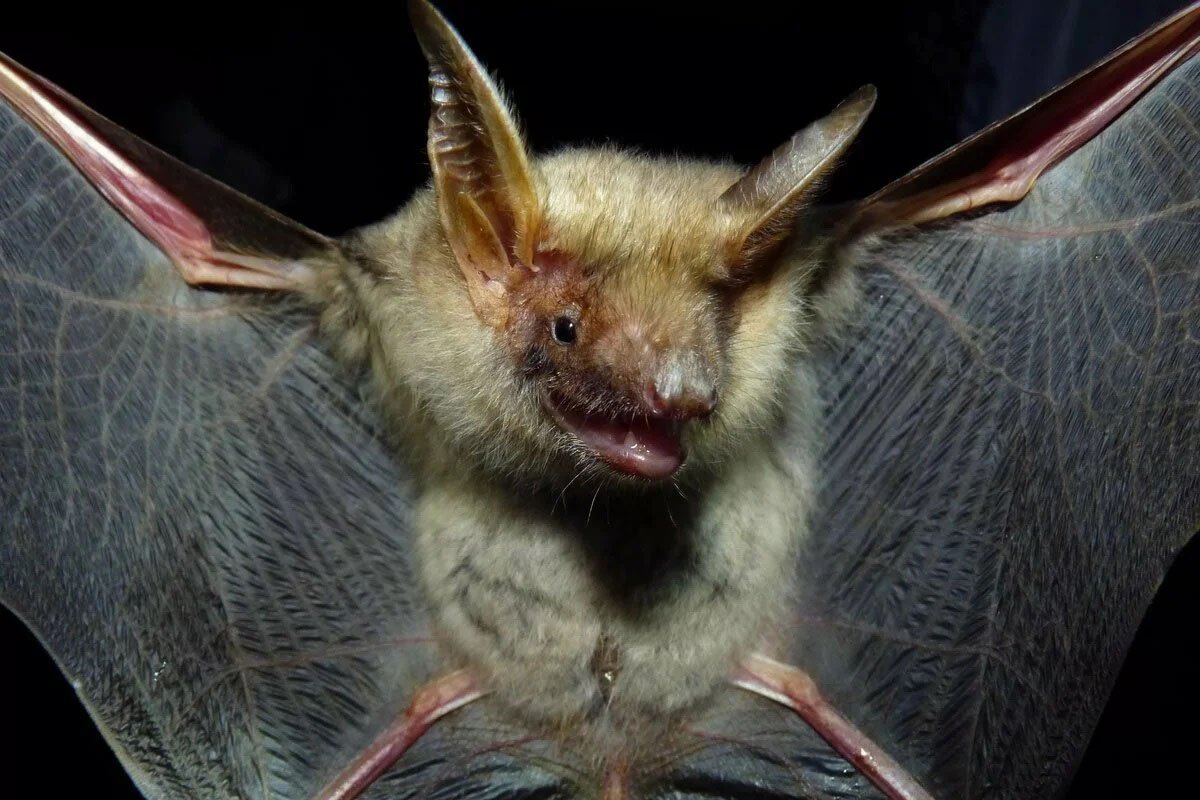 Летучая мышь обыкновенная ночница