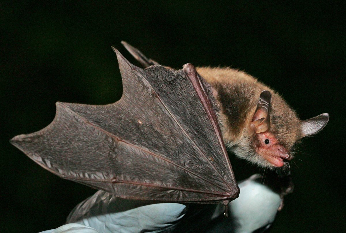 Ночница Наттерера