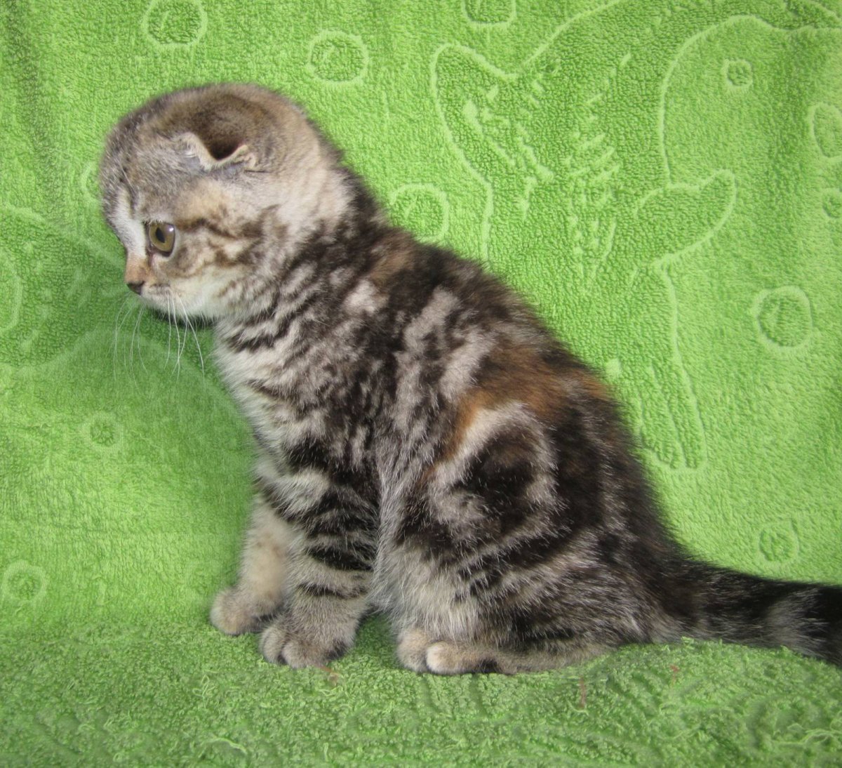 Милый котик плачет