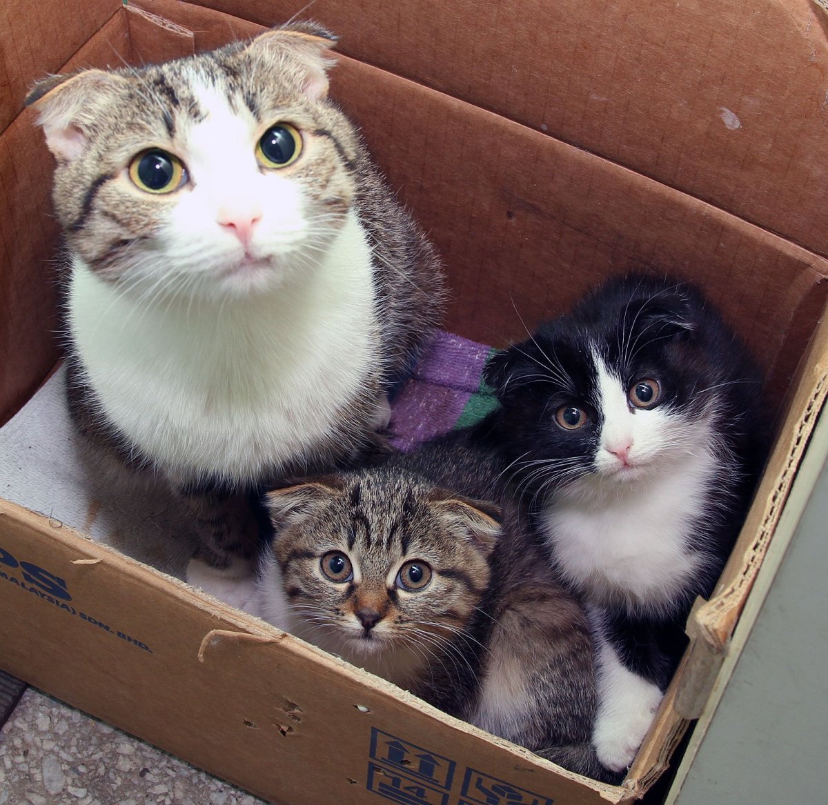 Шотландский кот осень