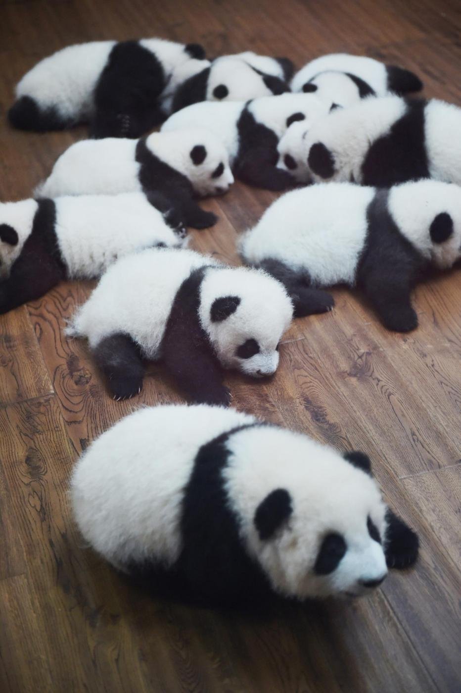 Живые панды в россии. Чау-чау Панда. Маленькие панды. Большие панды. Панда с детёнышем.