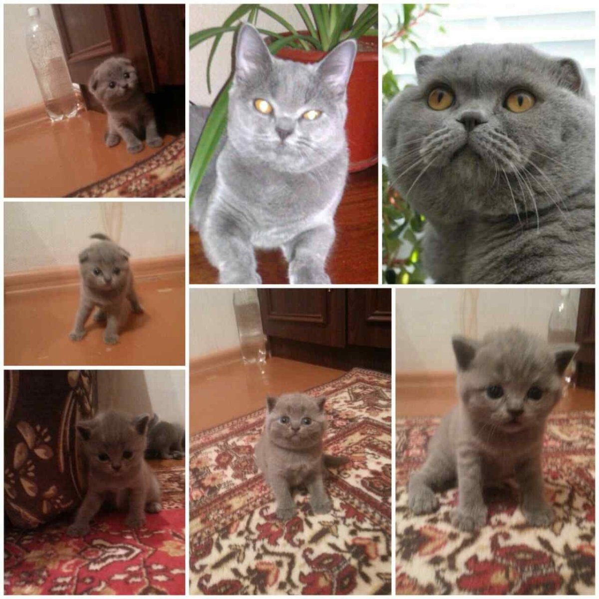 Кошка серая