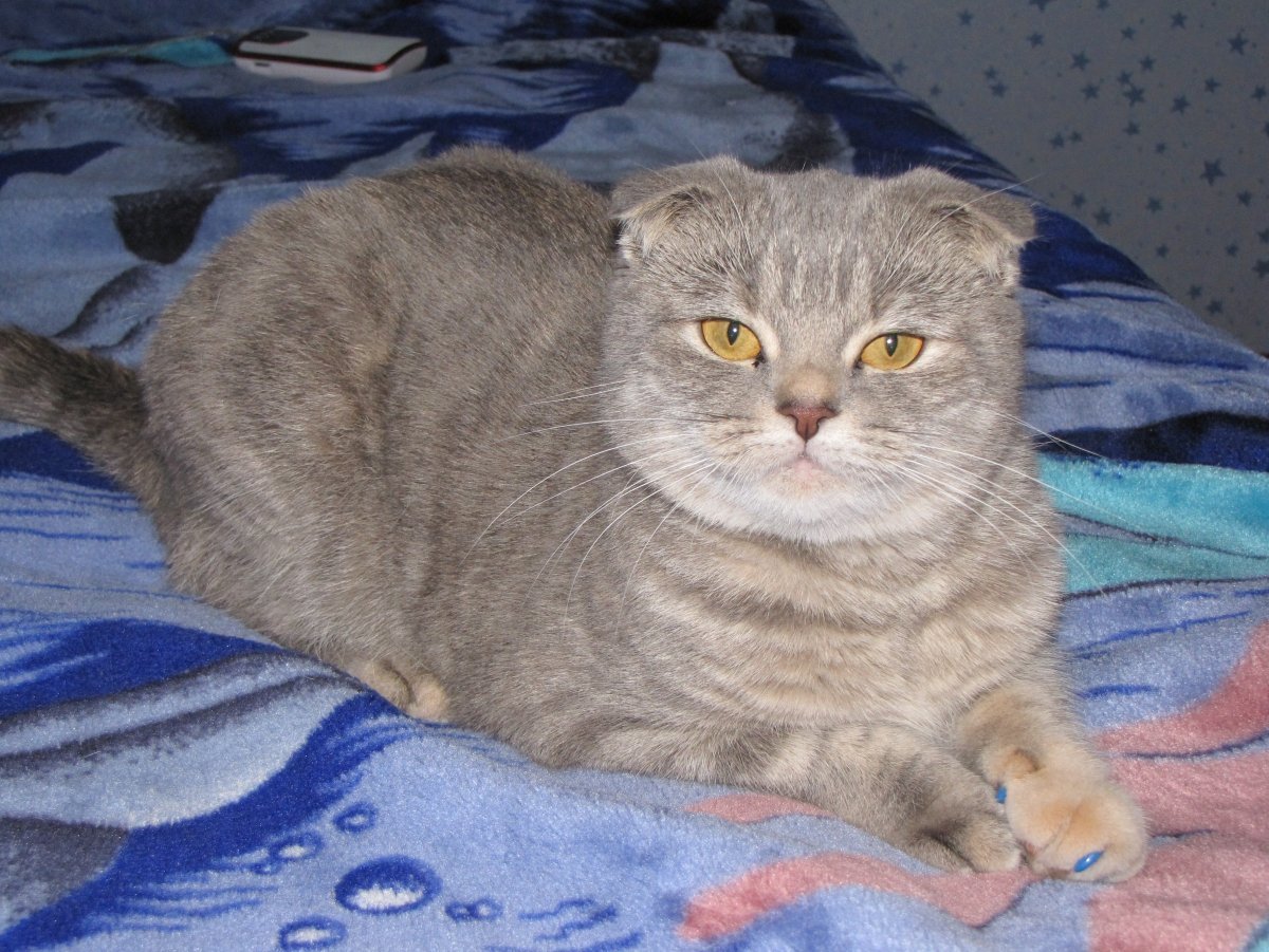 Порода скотишфолд