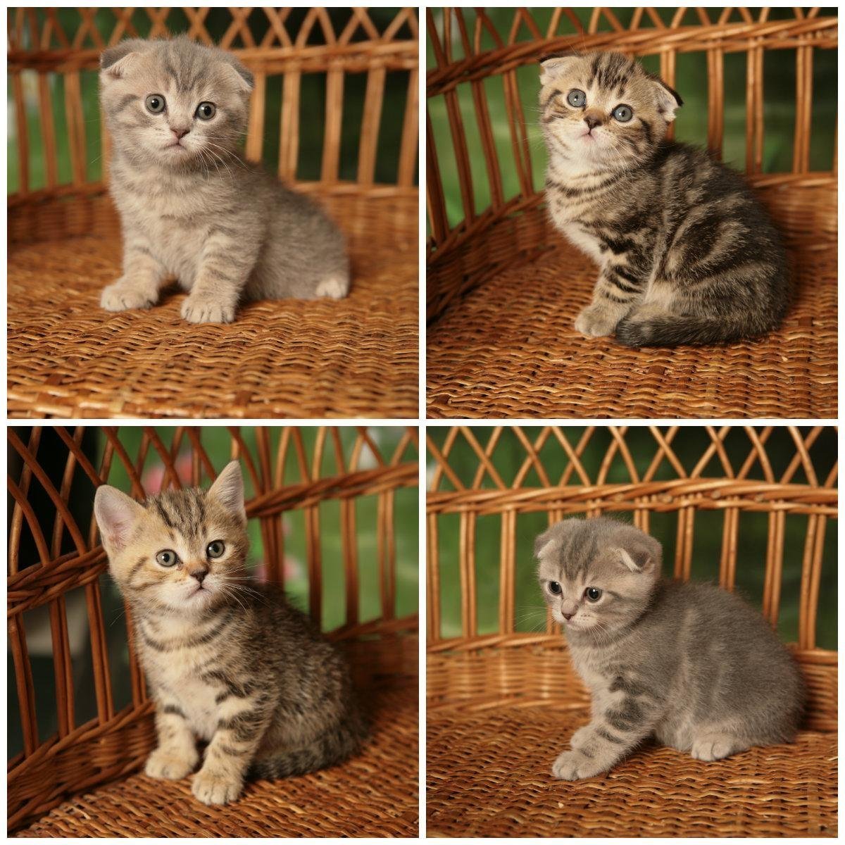 Скоттиш фолд Манчкин