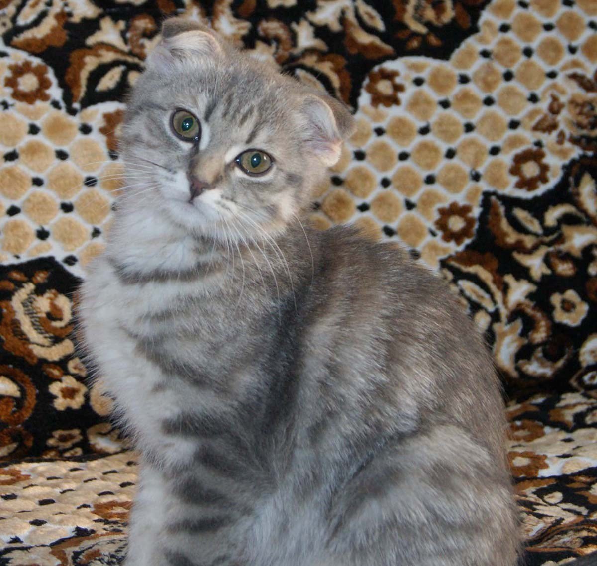 Бенгальский кот метис полосатый