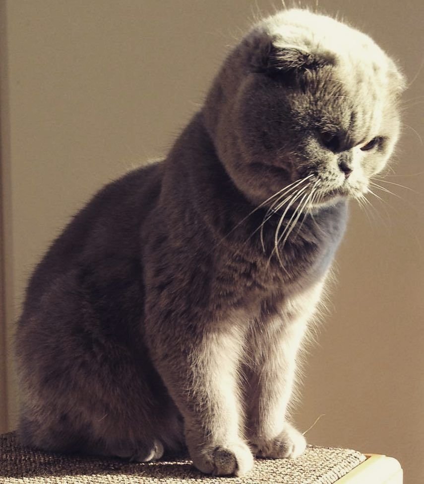 Шотландская вислоухая кошка метис