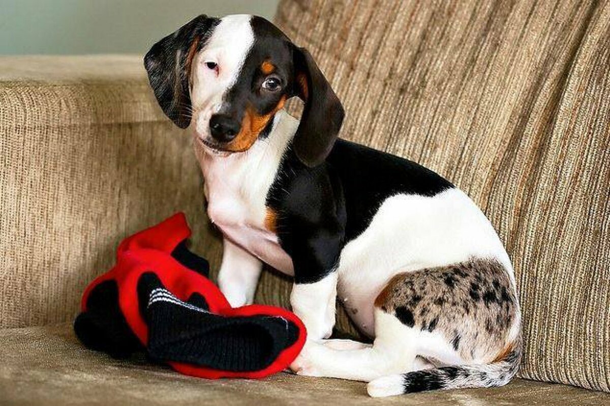 Скоттиш биколор рыжий