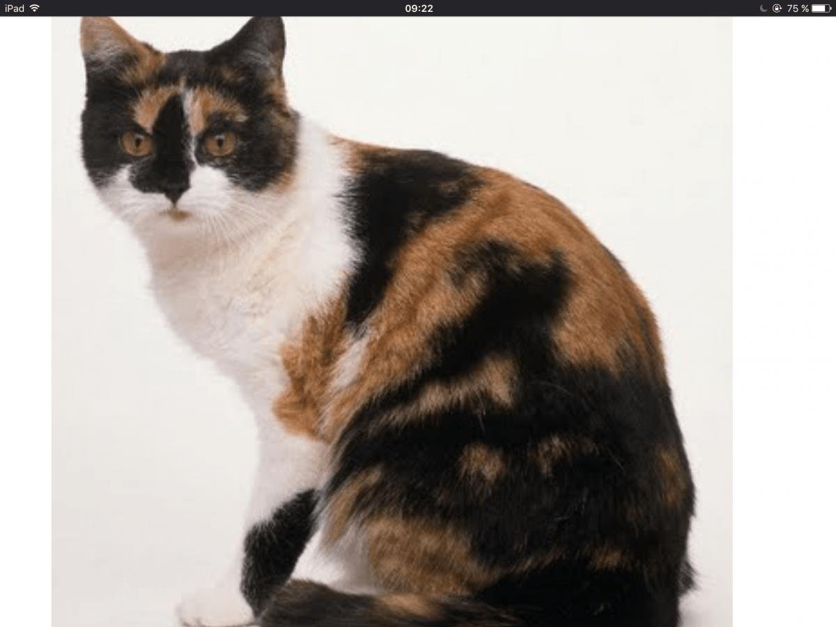 Трёхцветная кошка Мейн кун