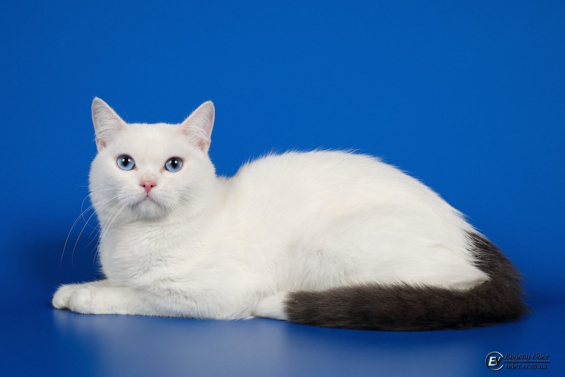 Африканская жесткошерстная кошка