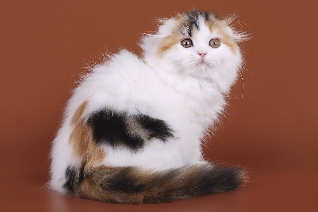 Хайленд фолд Арлекин