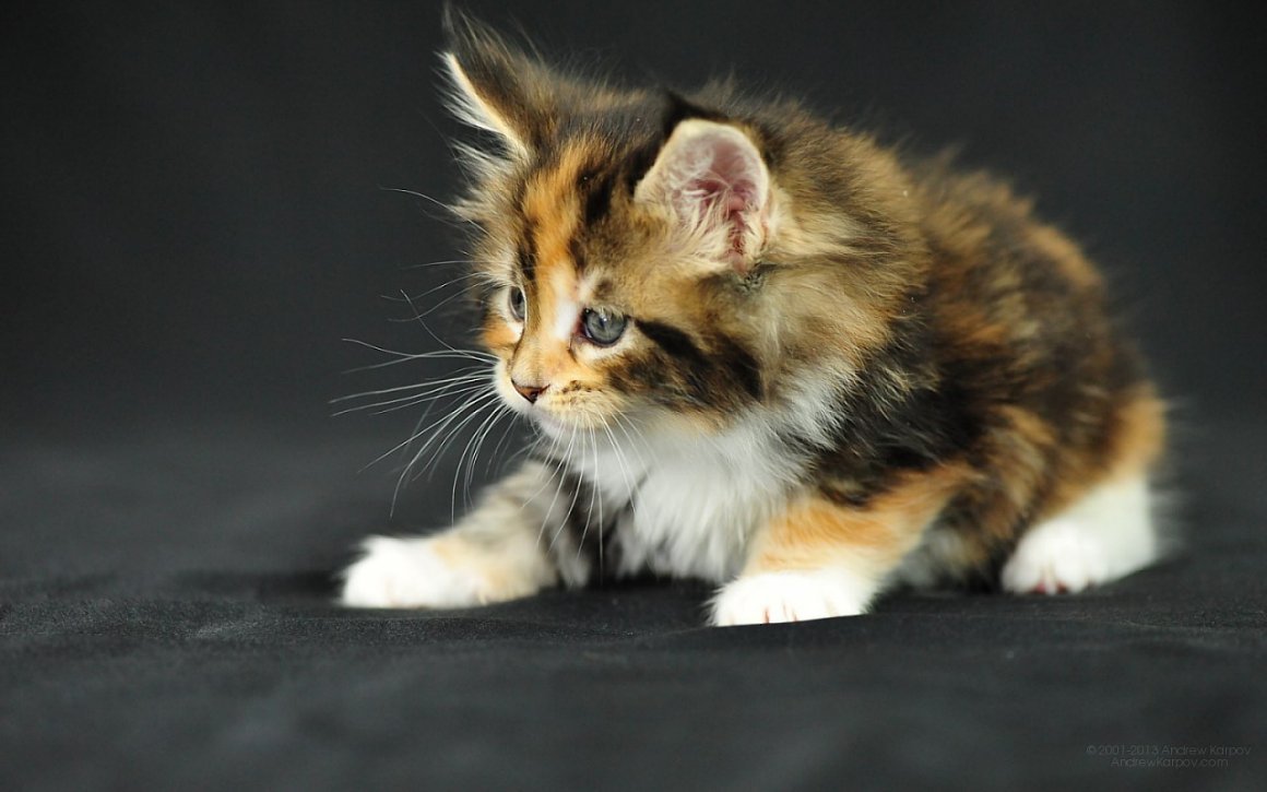 Мейн куны котята