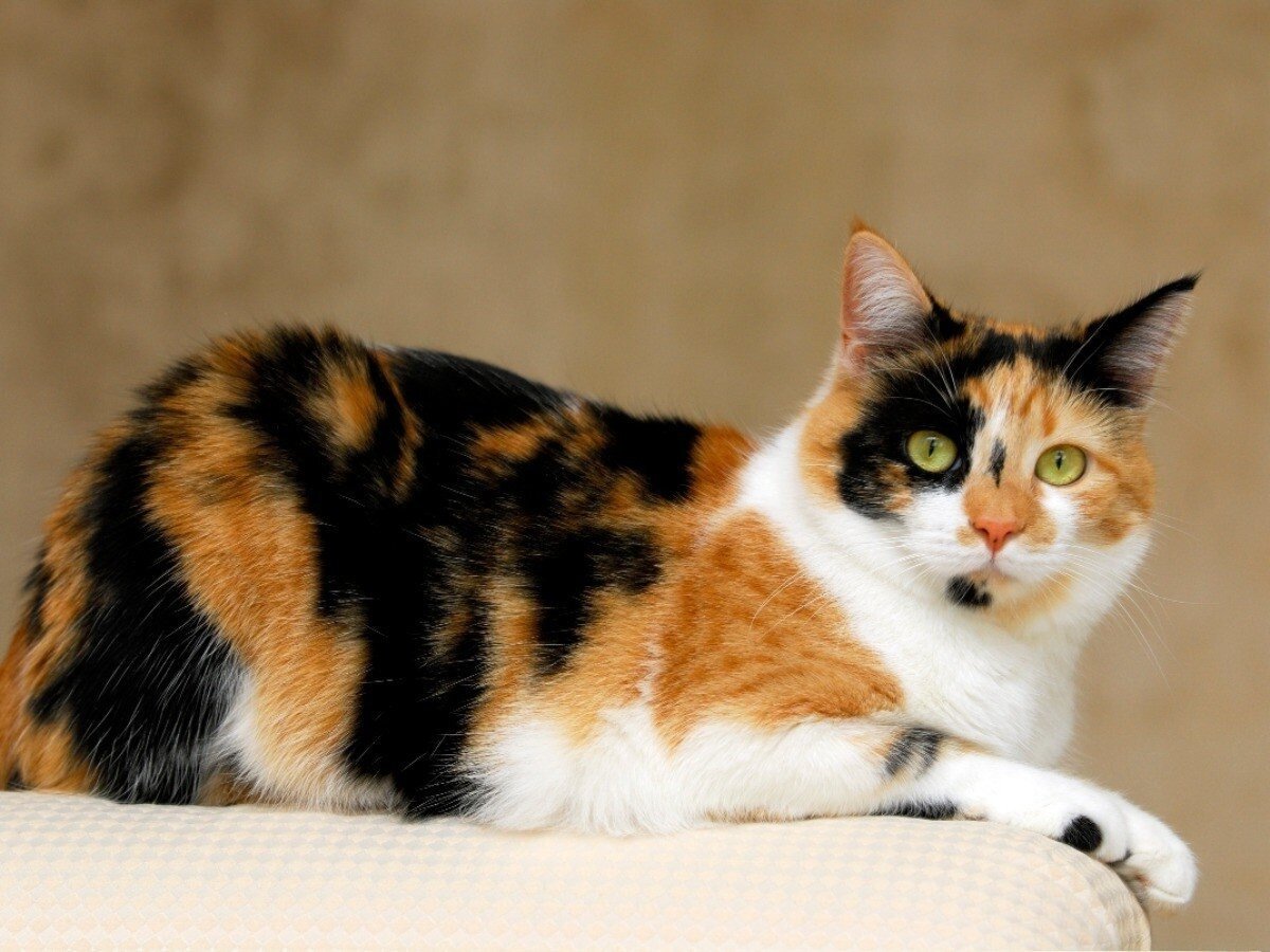 Полосатые Дикие кошки