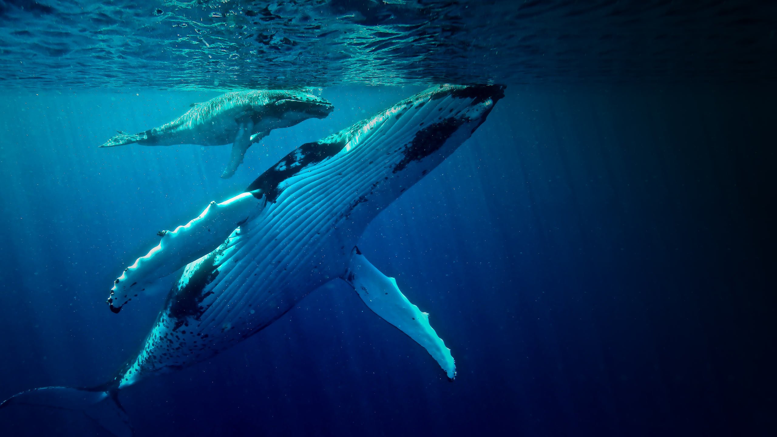 Киты атлантического океана. Горбатый кит. Киты в океане. Синий кит. Заставка кит.
