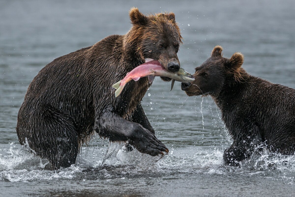 Камчатка медведи лосось