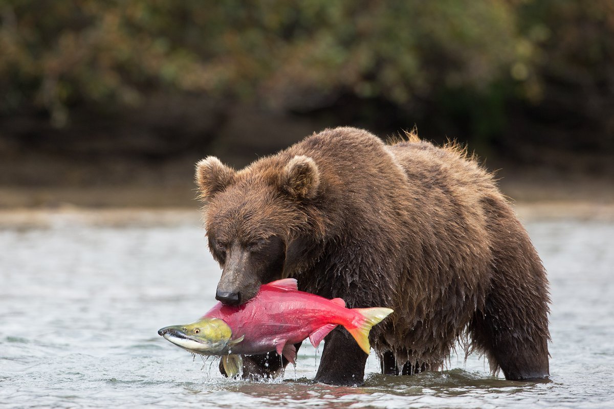 Медведь ловит рыбу