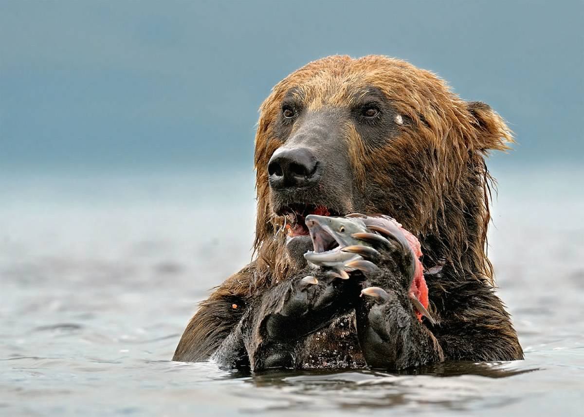 Медведь с рыбой прикольные